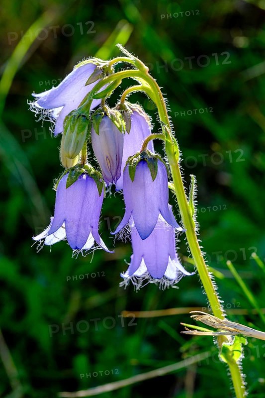 Bearded bellflower