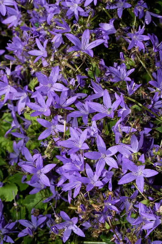 Cushion bellflower