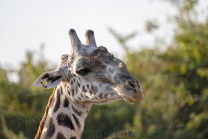 Rhodesian giraffe