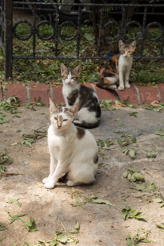 Stray cat seen in the street of the city
