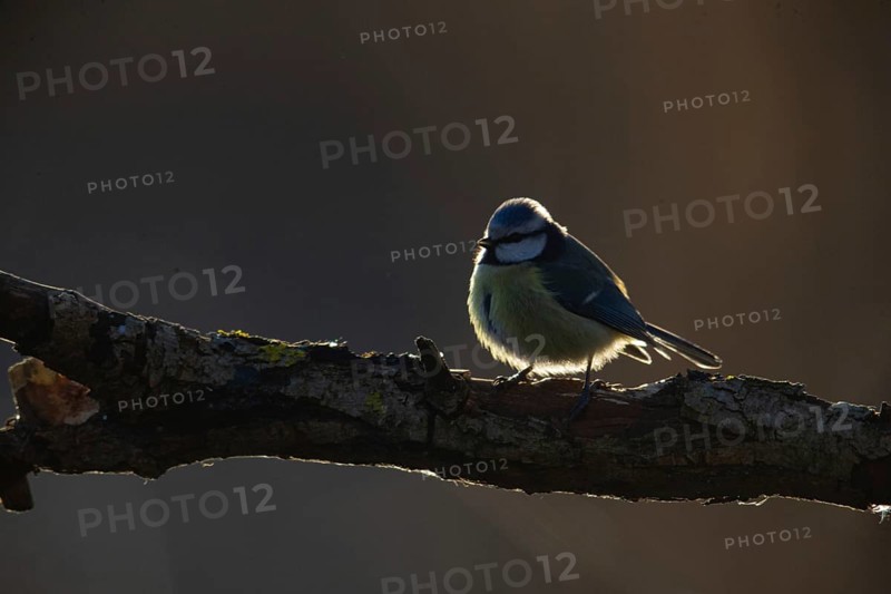 Blue tit