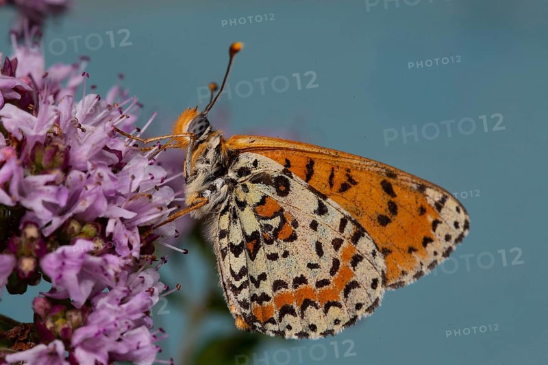 Red Melitaea butterfly with closed wings sitting on pink flower looking left against blue sky