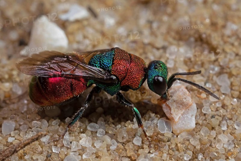 Sand golden wasp sitting on sandy soil right sighted