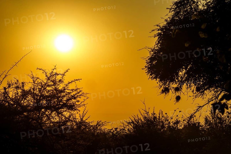 African bush at sunset. Hanging nests of Weaver birds are backlit of the sunset evening sun. Hwange National Park
