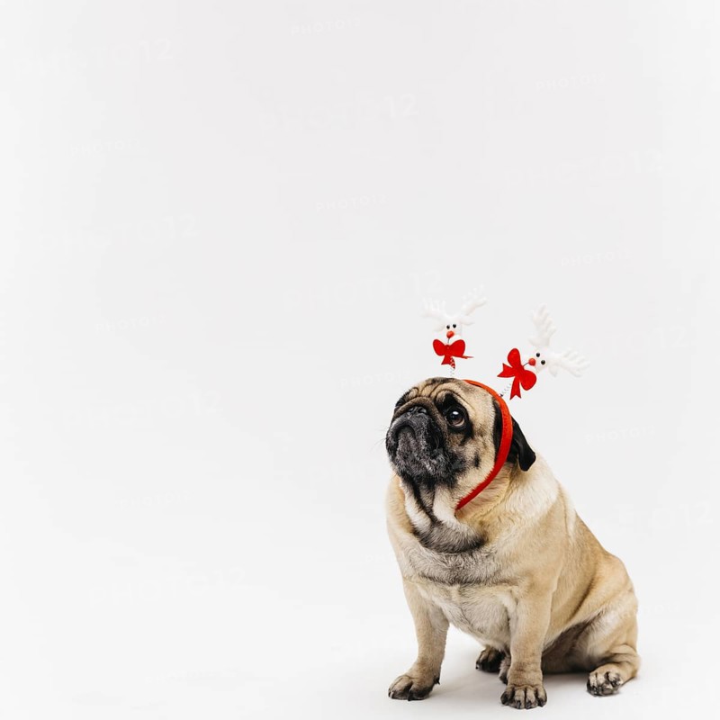 Sweet pug xmas deer costume ears. Resolution and high quality beautiful photo