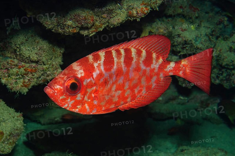 Glasseye snapper