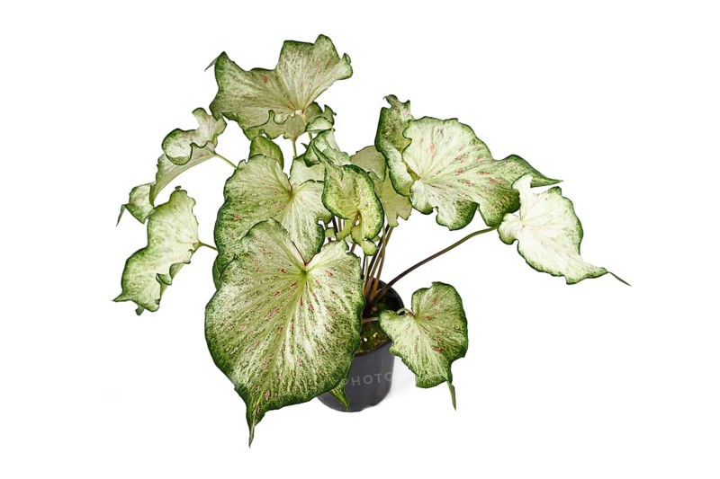 Tropical 'Caladium Candyland' houseplant with beautiful white and green leaves with pink freckles in pot on white background