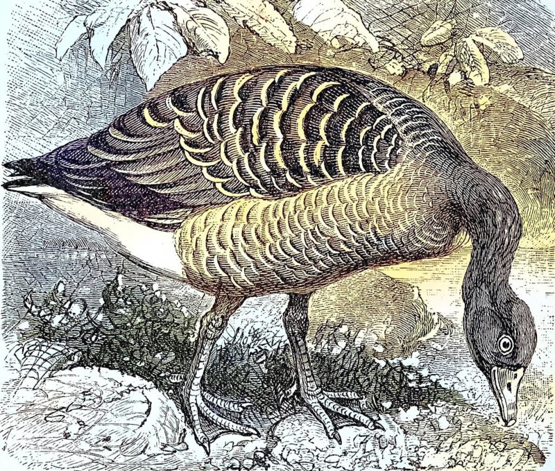 Greylag Goose