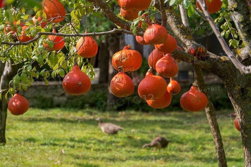Hokkaido pumpkins hanging to dry on a tree
