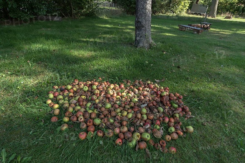 Fallen fruit on the lawn