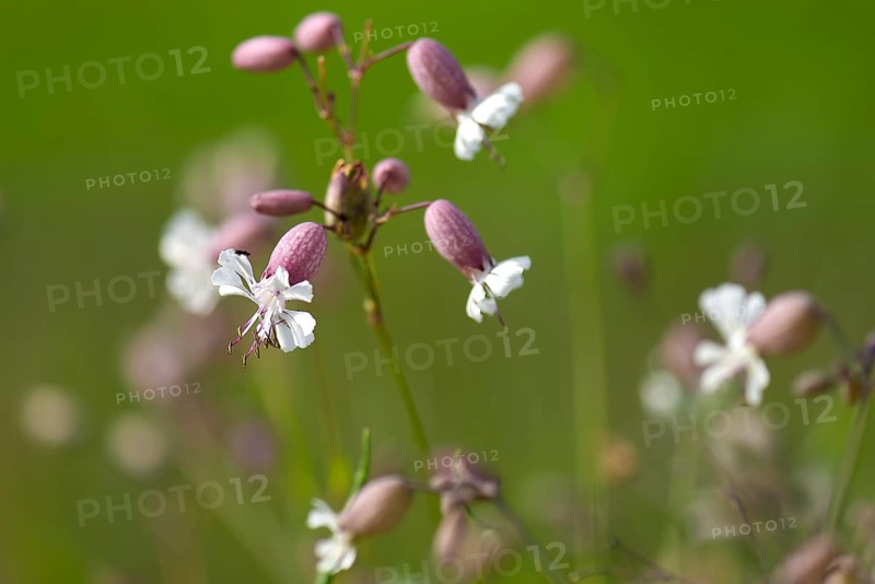 Bladder campion