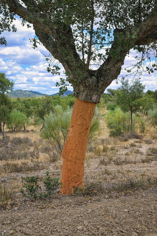 Peeled corck oak tree