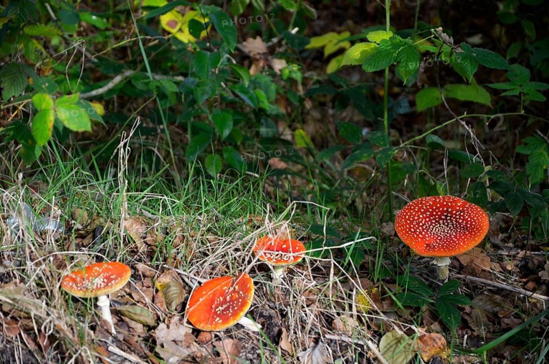 Fly agaric