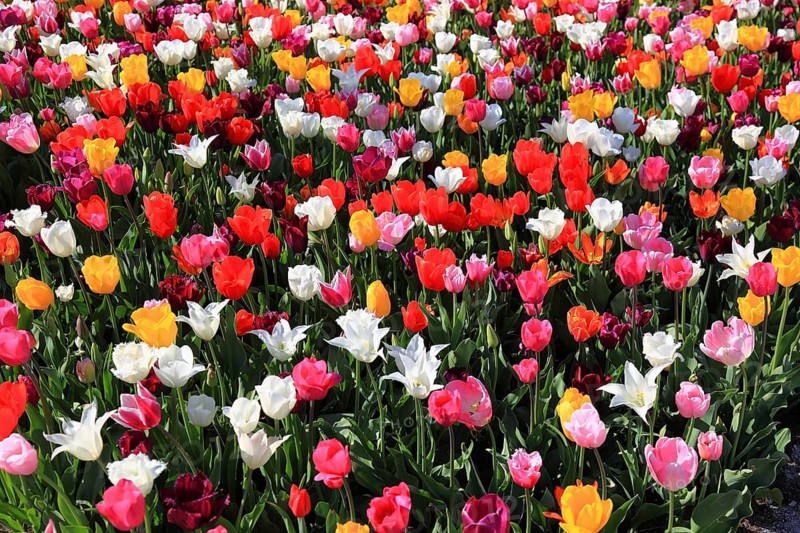 Many colourful tulips in one area