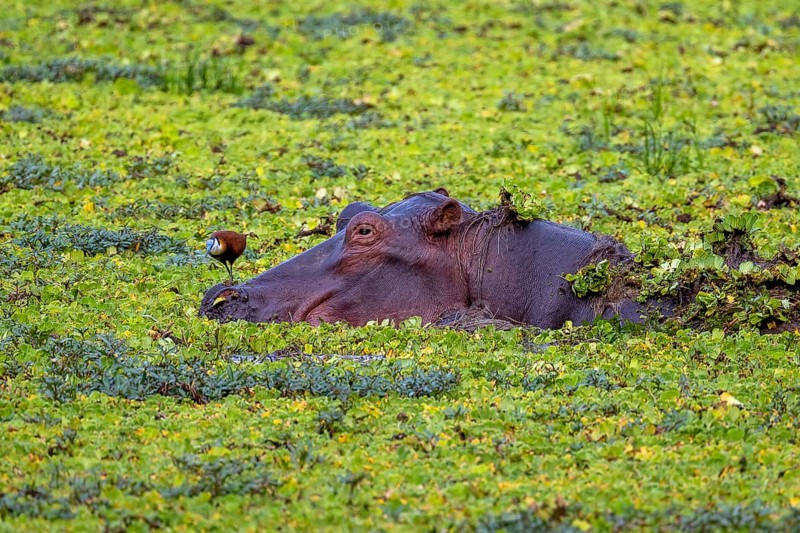 Hippopotamus