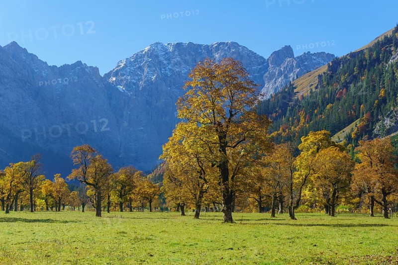Autumn-coloured maples