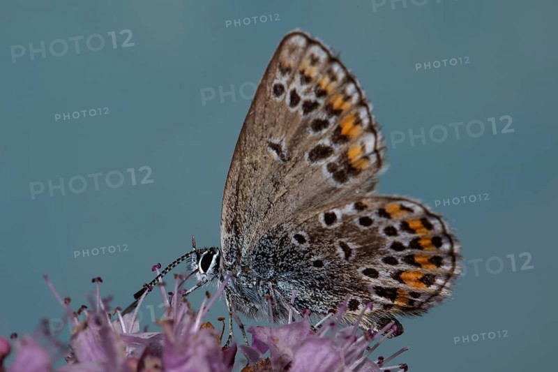 Reverdin's blue with closed wings sitting on pink flowers sucking left seeing against blue sky