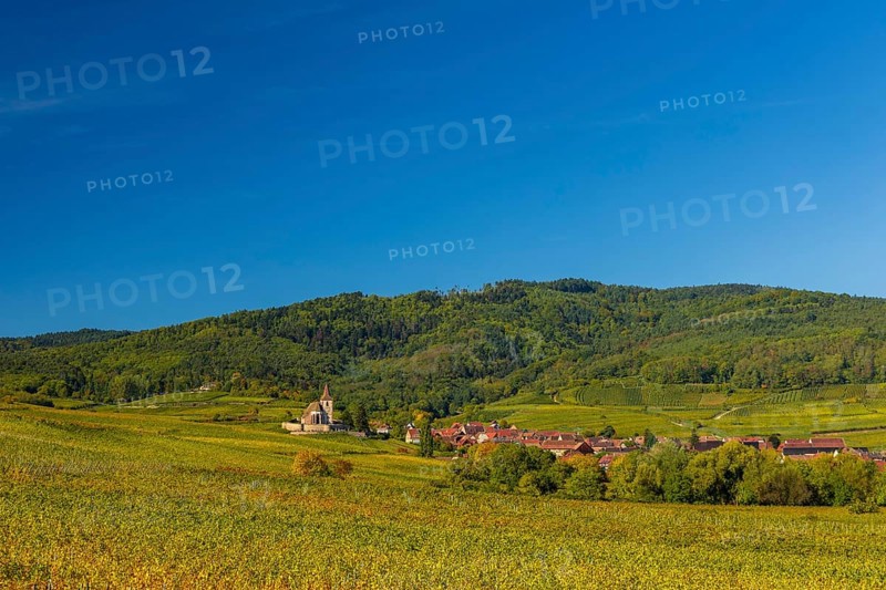 Autumn vineyards in Alsace