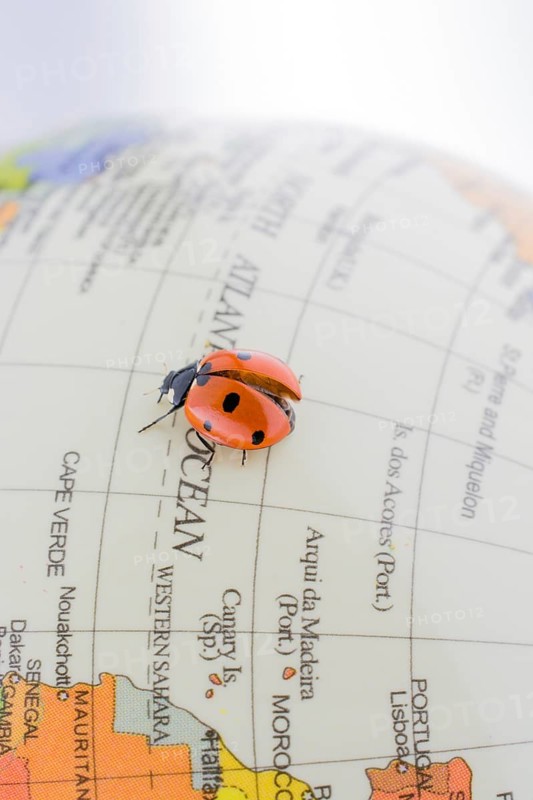 Ladybug walking on a little colorful model globe
