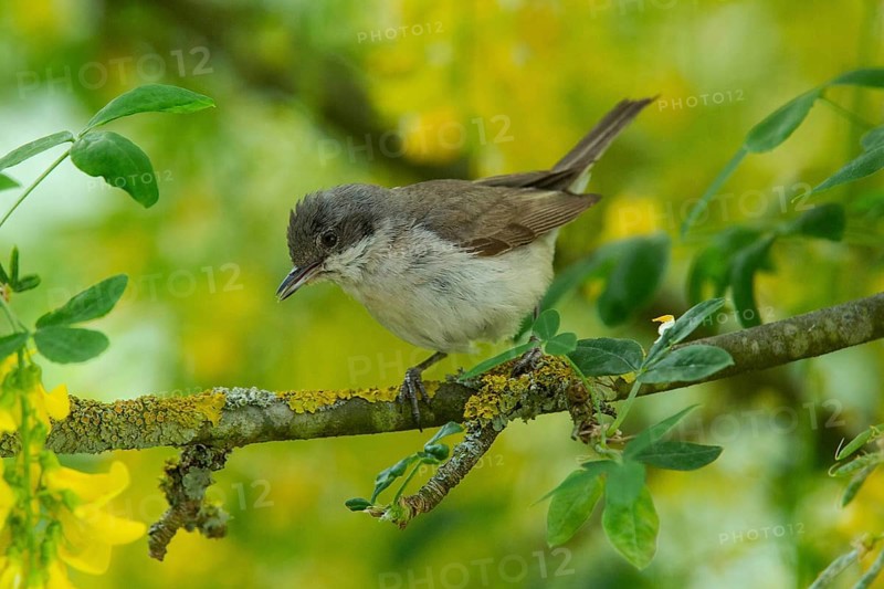 Lesser whitethroat sitting on branch in front of yellow flowers and green leaves left looking