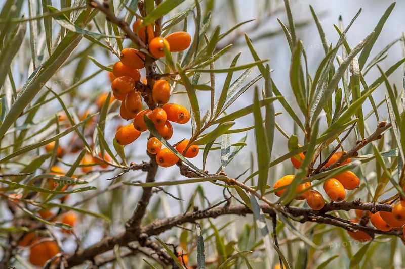 Common sea-buckthorn