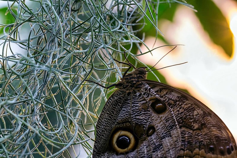 Owl butterfly