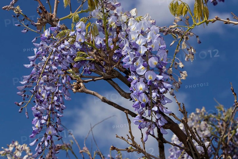Blue rain flower panicle with a few open purple flowers against a blue sky