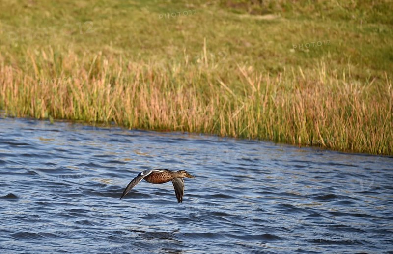 Northern shoveler