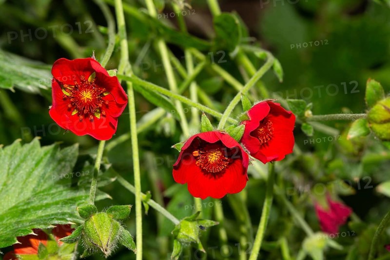 Blood red cinquefoil three open red flowers