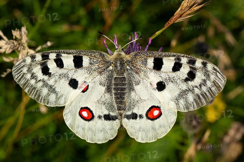 Apollo butterfly with open wings sitting on purple flower from behind
