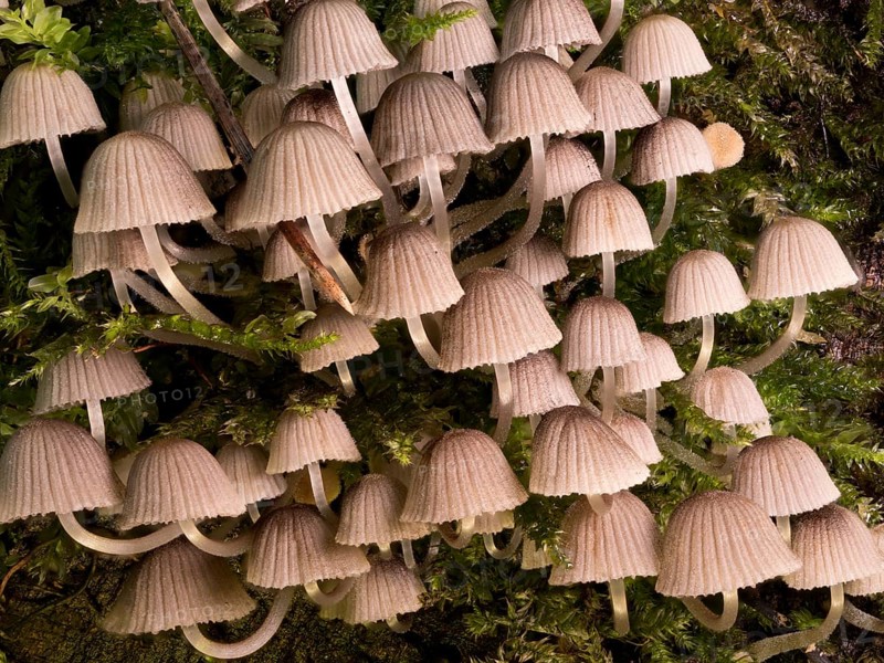 Group of bonnets