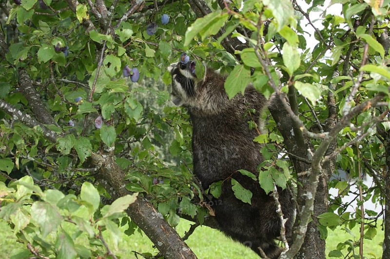 Raccoon