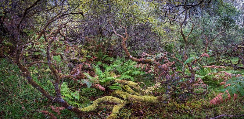 Forest with ferns in autumn