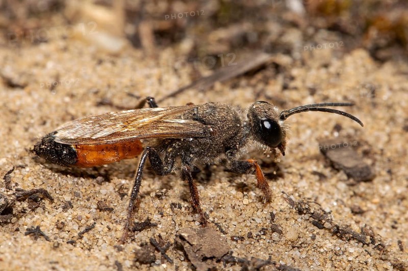 Grasshopper sand wasp seen on sandy soil on the right
