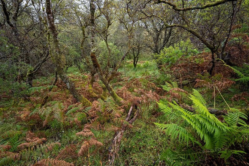 Forest with ferns in autumn