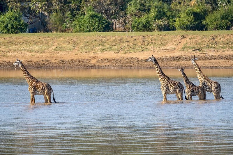 Rhodesian giraffe