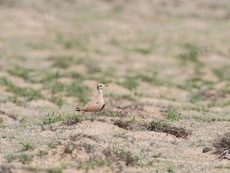 Saharan Courser