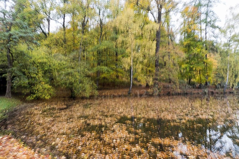 Autumnal coloured trees at a pond