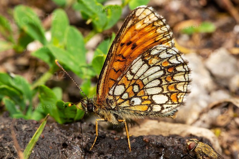 False Heath Fritillary with closed wings sitting on dung seen on left side