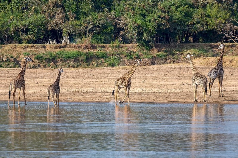 Rhodesian giraffe