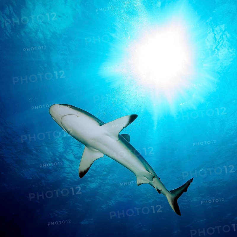 Grey reef shark