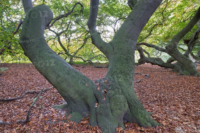 Suentelbuche