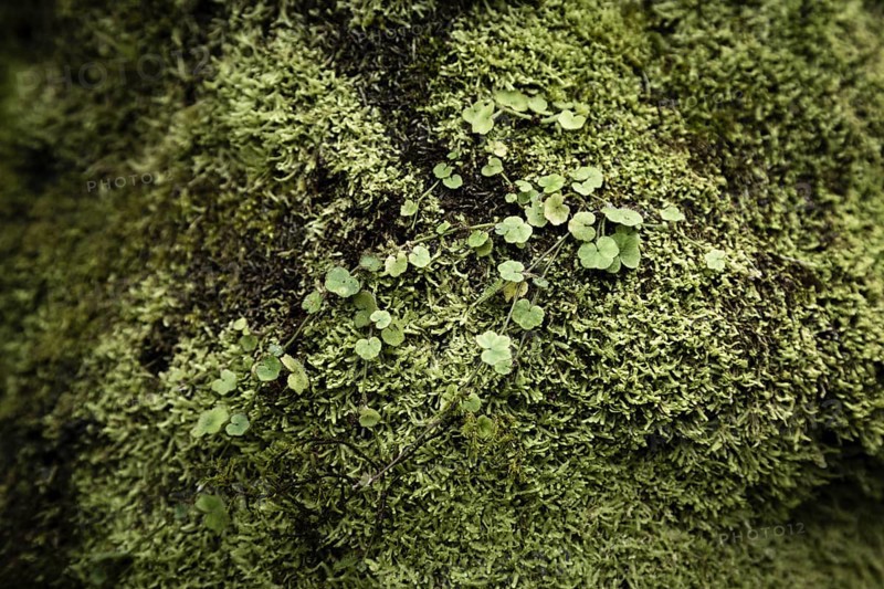 Leaves and moss closeup