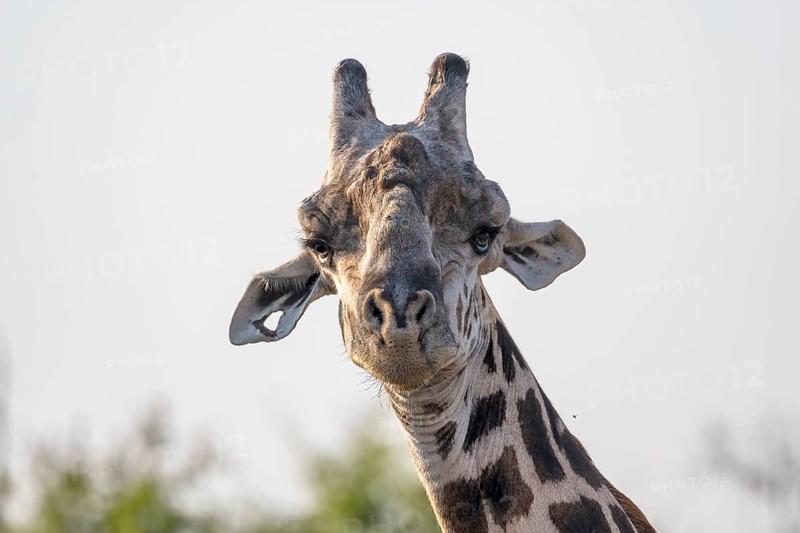 Rhodesian giraffe