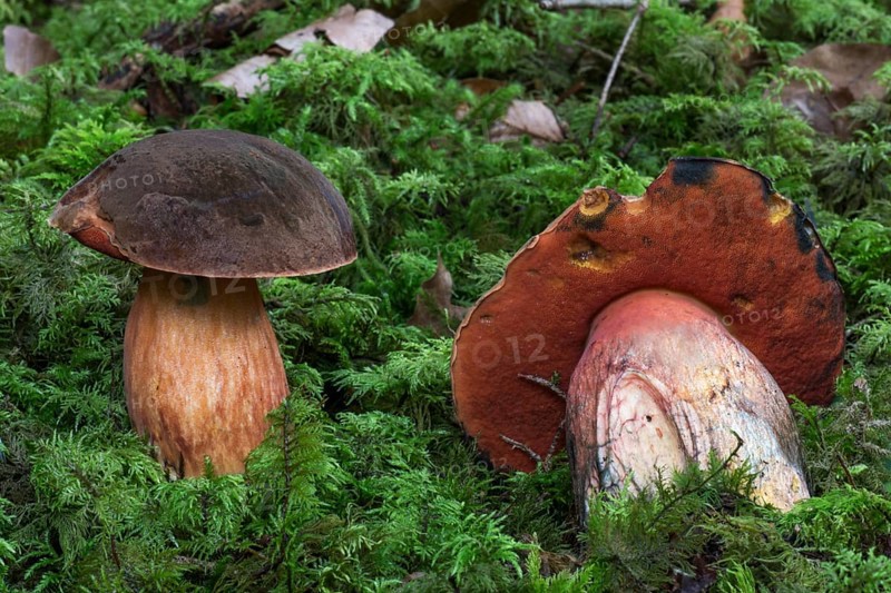 Dotted stem bolete