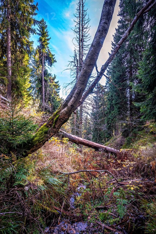 A small stream in the Schoenjungferngrund in the Ore Mountains
