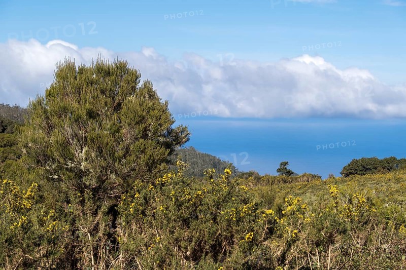 Madeira broom