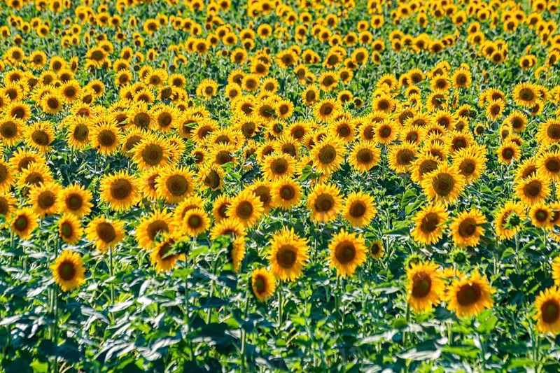 Field of sun flowers