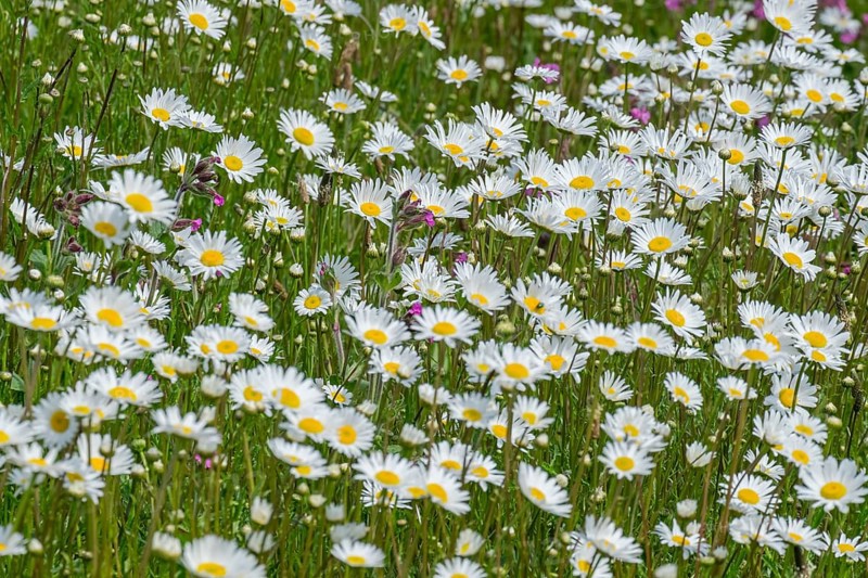 Flower meadow with mainly daisies