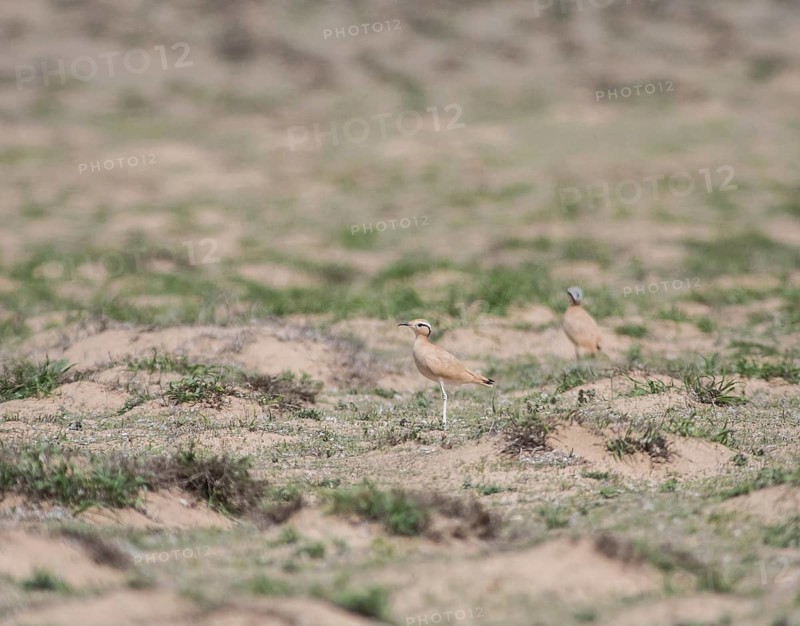 Saharan Courser